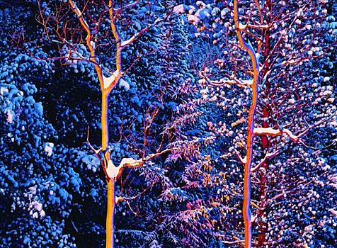 树,冬天,班芙国家公园,艾伯塔省,加拿大