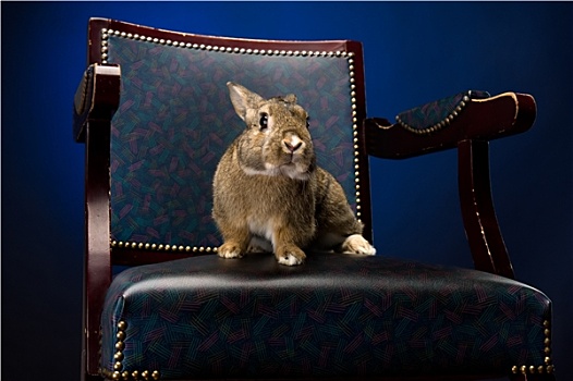 兔子,椅子