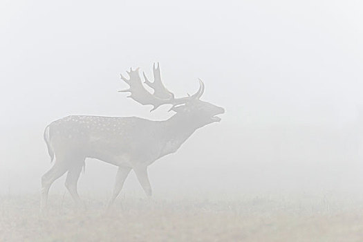 雄性,扁角鹿,黇鹿,晨雾,发情期,黑森州,德国