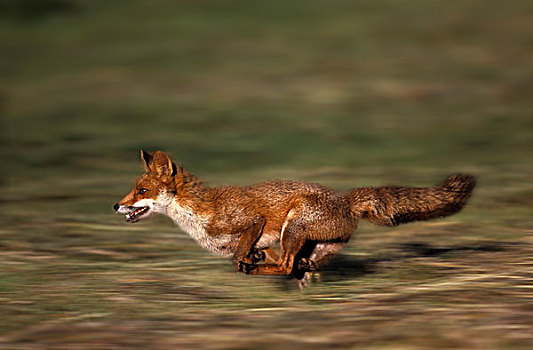 红狐,狐属,成年,跑,诺曼底