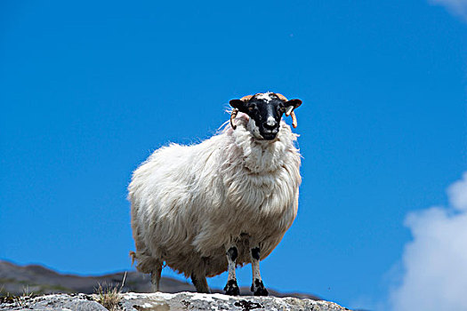 绵羊,犄角,科克郡,爱尔兰,欧洲