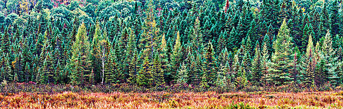 秋色,阿尔冈金省立公园,安大略省,加拿大