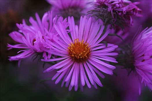 紫花,花
