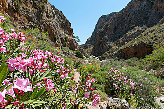 峡谷,夹竹桃,粉色,花,靠近,克里特岛,希腊,欧洲