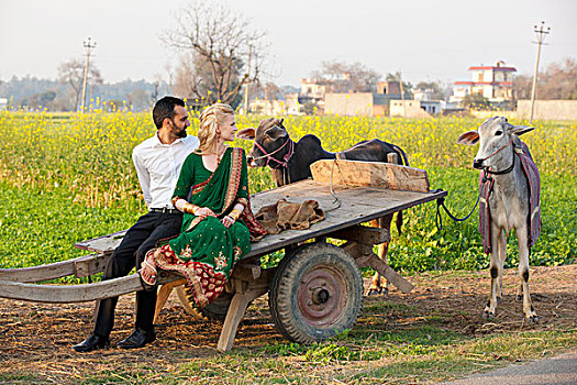 穿,纱丽,坐,木质,手推车,牛,旁遮普,印度