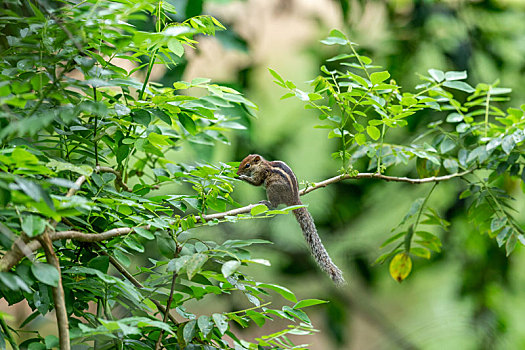 攀爬在树枝上觅食的花栗鼠