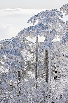 大美黄山