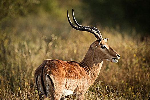 黑斑羚,禁猎区,西北省,南非