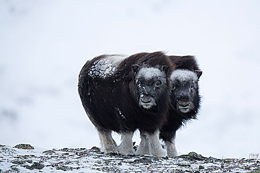 两个,麝牛,幼兽,国家公园,挪威,欧洲