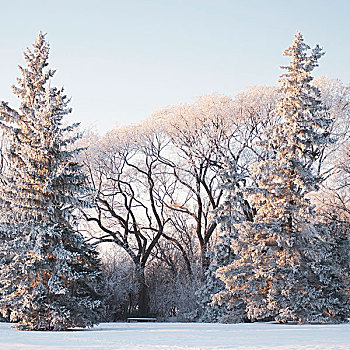 曼尼托巴,加拿大,树,积雪