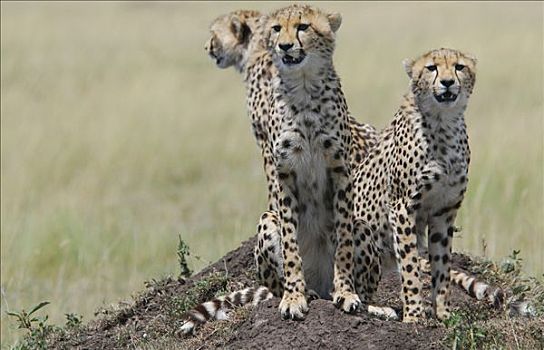 三个,印度豹,猎豹,坐,山,马赛马拉,国家,禁猎区,肯尼亚,非洲