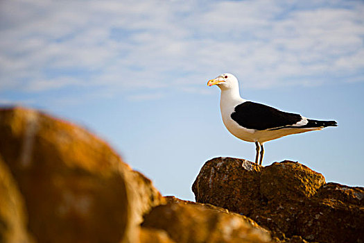 海鸥,站立,石头