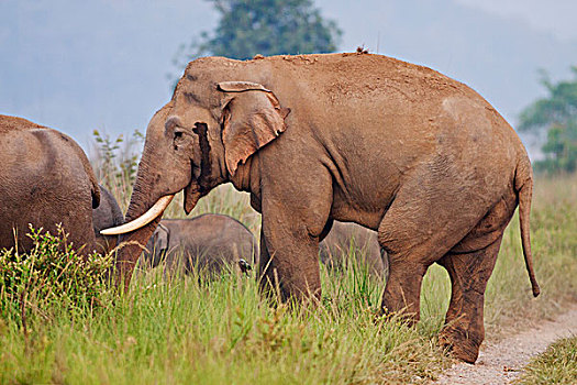 印度,亚洲象,国家公园