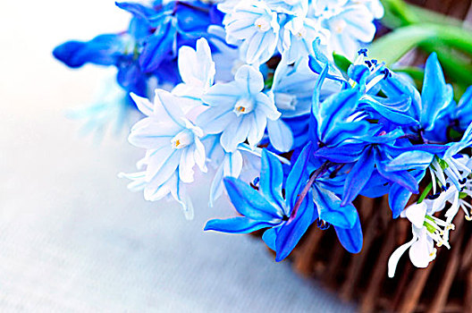 蓝色,花束,第一,春花,篮子,特写