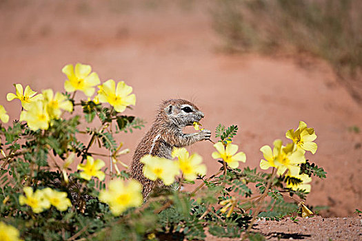 地松鼠,南非地松鼠,黄色,藤,花,卡拉哈迪大羚羊国家公园,博茨瓦纳
