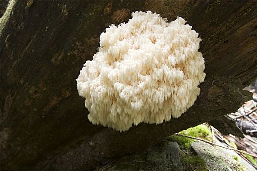 蘑菇,巴伐利亚森林国家公园,德国