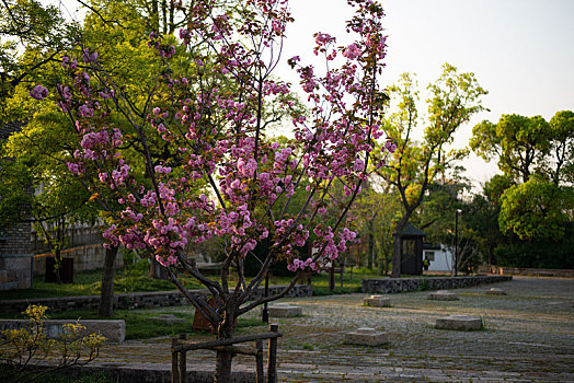 樱花树