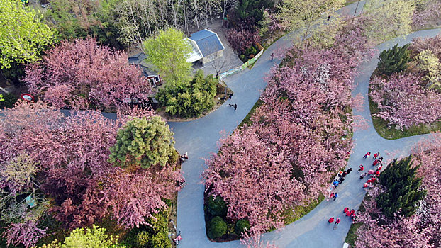 山东省日照市,浪漫樱花进入盛花期,粉色花海魅力无限成市民网红打卡地