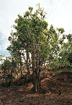 云南镇沅县栽培型古茶树