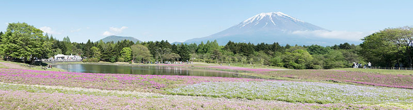 春天,日本,富士山,山,背景