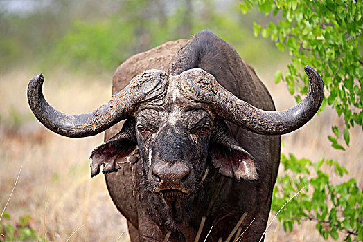 南非水牛,非洲水牛,成年,动物,沙子,禁猎区,克鲁格国家公园,南非,非洲