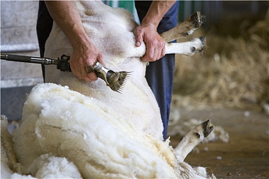 年轻,农民,剪羊毛,绵羊,毛织品,谷仓