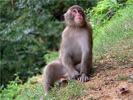 日本猕猴,树林