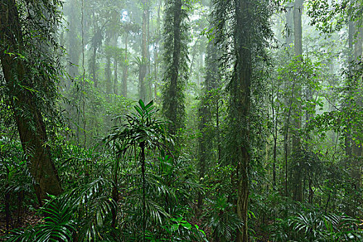 雨林,国家公园,新南威尔士,澳大利亚