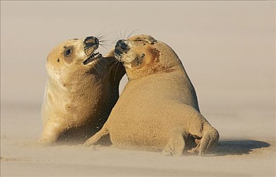 灰海豹,一对,玩,海滩,自然保护区,英格兰