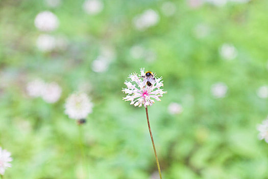 蜜蜂,白色,采蜜