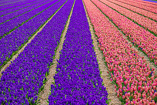 地点,风信子,开花,早春,北荷兰,阿克马镇,荷兰