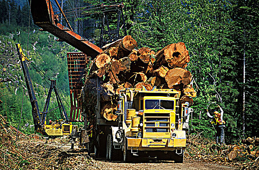 伐木,卡车,拖拽,雪松,高处,山谷,温哥华岛,不列颠哥伦比亚省,加拿大