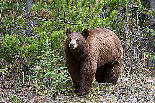 美洲黑熊,桂皮,阶段,碧玉国家公园,艾伯塔省,加拿大,毛皮,黑熊,罐,黑色,褐色,金发,白色