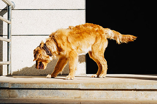 金毛猎犬