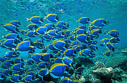 成群,粉末,蓝色,阿里环礁,马尔代夫,亚洲