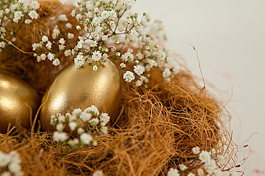 金色,复活节彩蛋,鸟窝,白色背景