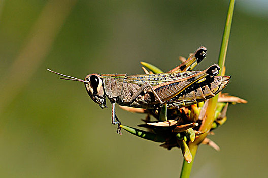 蝗虫,成年,休息,头状花序,东开普省,南非