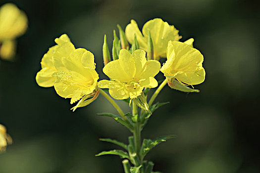 黄花月见草