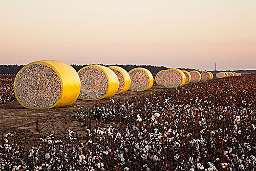 圆,收获,棉花,采摘者,英格兰,阿肯色州,美国