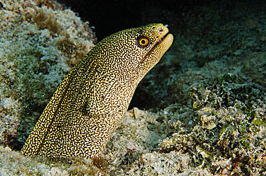 海鳗,博奈尔岛,荷属安的列斯,加勒比