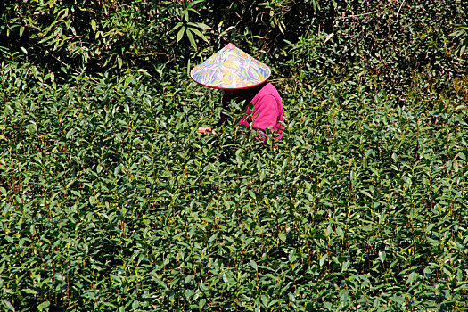 茶农,采茶,采茶女