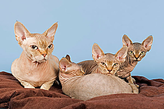 德文雷克斯猫,猫,三个,小猫