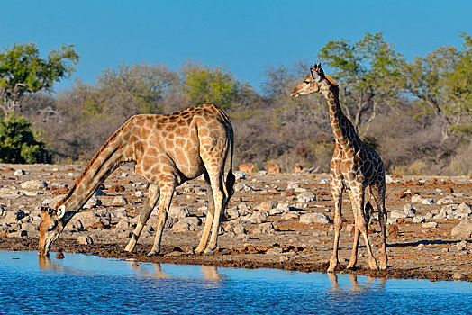 安哥拉,长颈鹿,幼兽,喝,水潭,埃托沙国家公园,纳米比亚,非洲