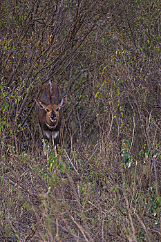 非洲肯尼亚马赛马拉国家公园林羚鼻子打斗受伤