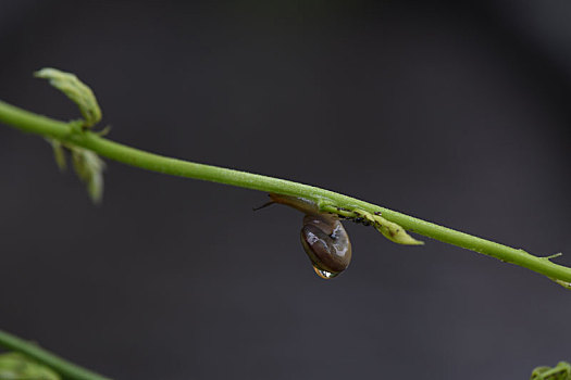 美丽的蜗牛