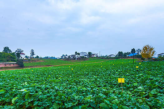 蔬菜基地