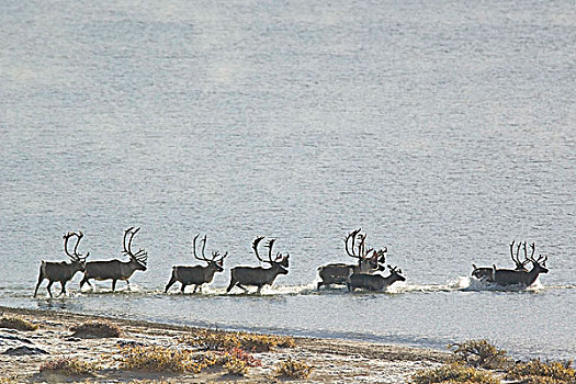 驯鹿属,靠近,白鲑,湖,加拿大