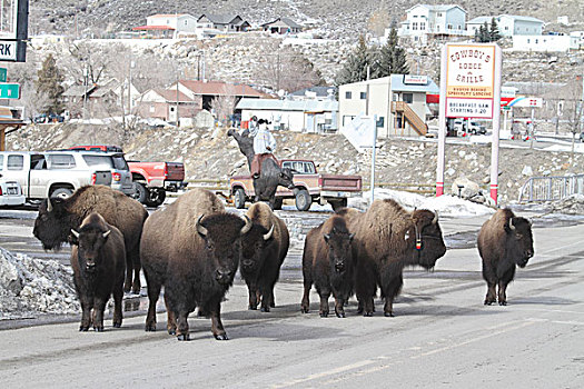 美洲野牛,野牛,牧群,途中,户外,黄石国家公园,蒙大拿