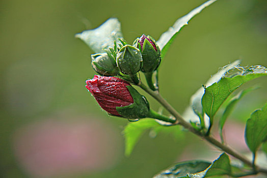 木槿,无穷花,含苞欲放