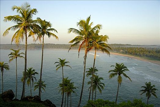 椰树,高处,湾,靠近,印度洋,斯里兰卡,南亚
